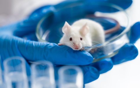 Animal Technician Careers, Life Science Jobs, Agenda Life Science Recruitment