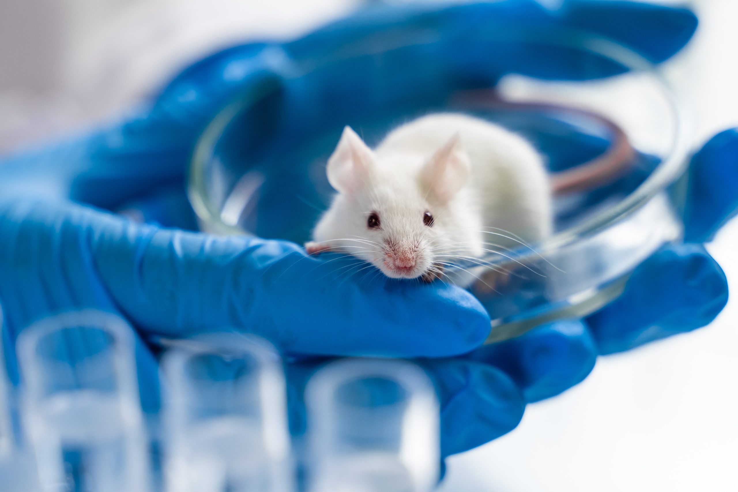 Animal Technician Careers, Life Science Jobs, Agenda Life Science Recruitment