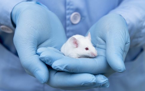 Animal Technician Careers, Life Science Careers, Animal Technician Jobs